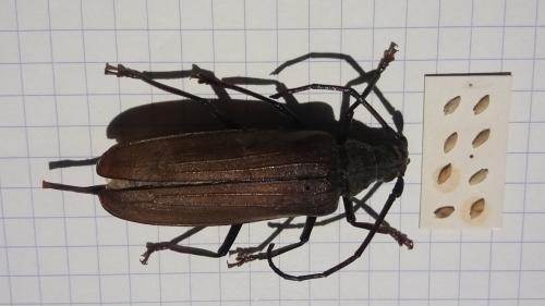 Réf. 275 185 : Aegosoma scabricorne